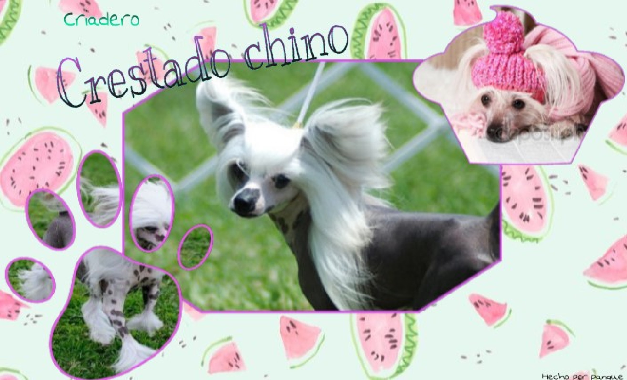 Crestados chino