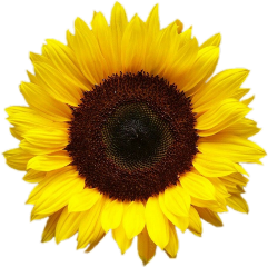 sunflower sun flower sunflowers flowers freetoedit