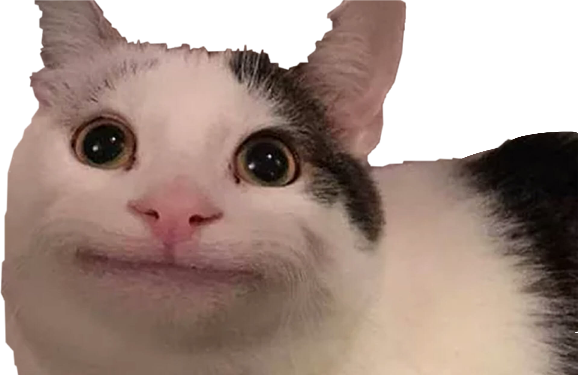 Cat Meme Png Transparent - Random Images | случајне слике