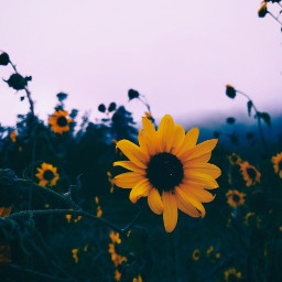 aesthetic flowerphotography yellow sunset
