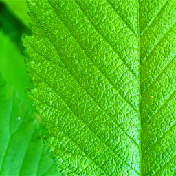 freetoedit picsart green leaf colorful