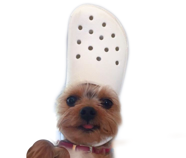 puppy crocs