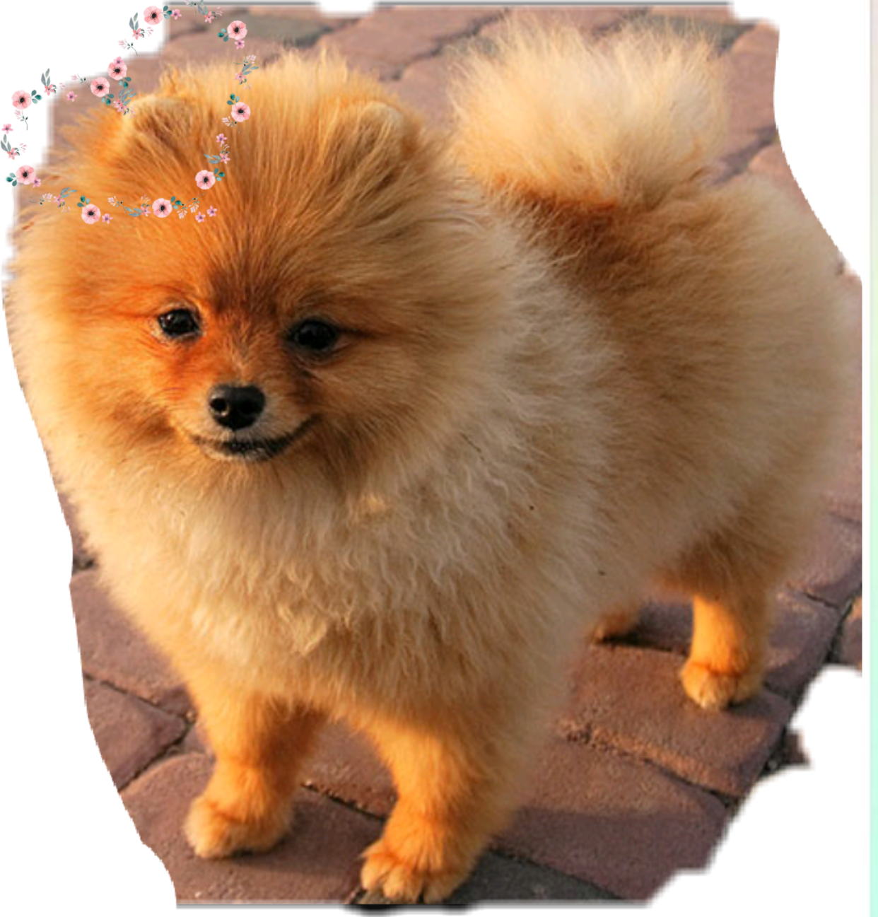 Cute Pomeranian Dog Cute Amazing Sticker By Ur Mama5