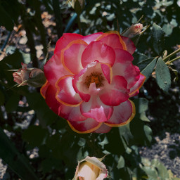 freetoedit flower rose paris pretty
