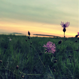 freetoedit purpleflower sunsetphotography sunsetsky
