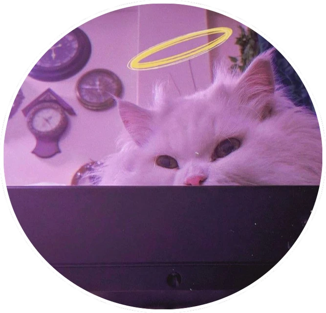 pix Purple Cat Aesthetic pink purple cat catlover aesthetic
