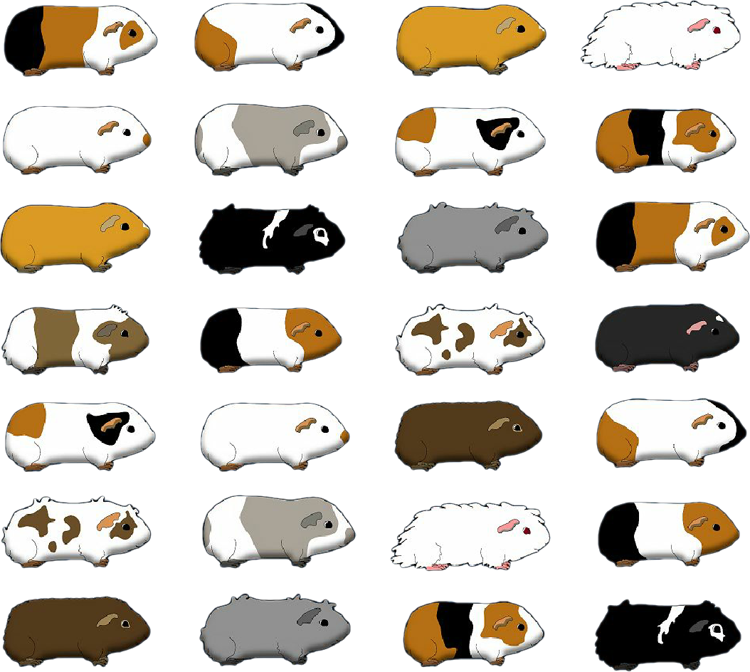 guineapigs guineapig guineapiglove sticker by @--wlkanja--