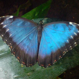 pcshadesofblue shadesofblue bluebutterfly