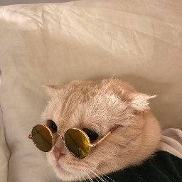 freetoedit beige cat aesthetic aestheticsunglasses