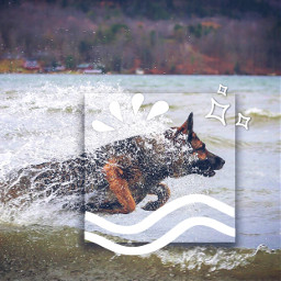 freetoedit swimming dog editwithpicsart pets