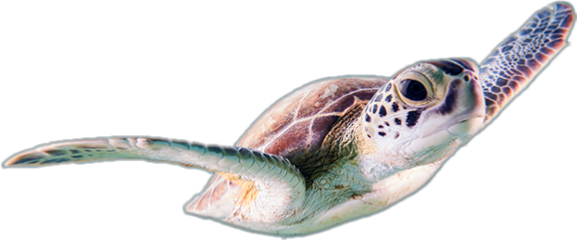 seaturtle freestickers freetoedit turtle