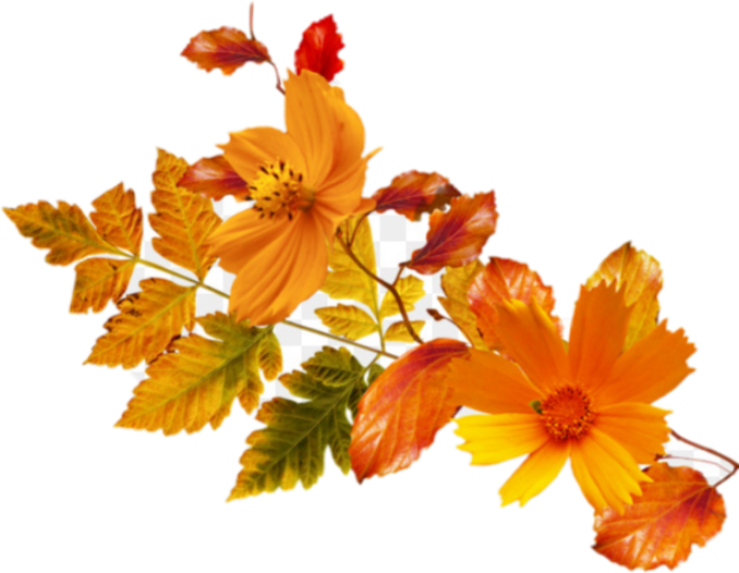 naranja orangecolor flowers flores sticker by @jimishiebts