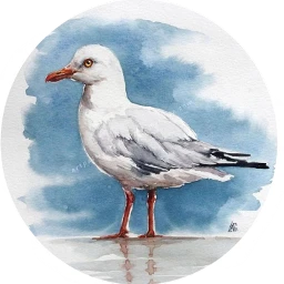 freetoedit scseagull seagull