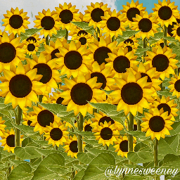 freetoedit vangogh sunflowers fantasy stickers fte srcsunflowerselfie