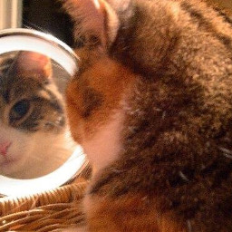 pcmyfavshot myfavshot cat mirror reflection freetoedit worldphotographyday