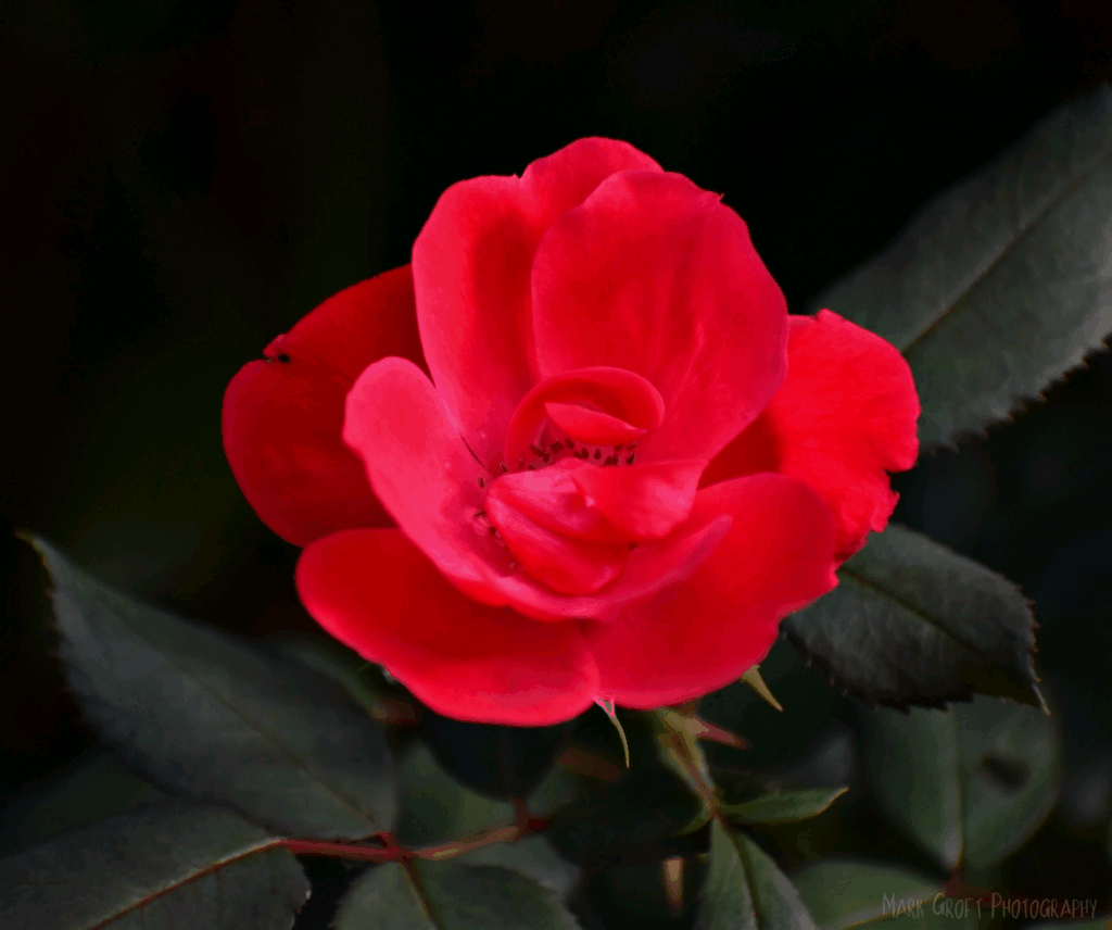 I Love My Life Gif By In Sokha I Love My Life Gif By In Sokha