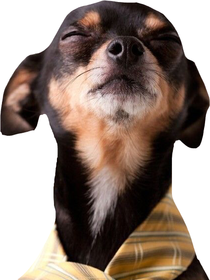 dog chihuahua smalldog chihuahualove sticker by @mom2bree