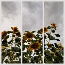 freetoedit aesthetic sunflowers gray clouds
