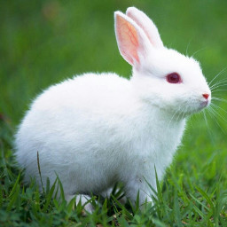 rabbit my_pet pet pet_animals bunny freetoedit