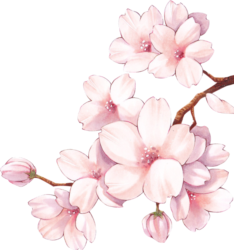 sakura cherryblossom flowers flores sticker by @carat_lune