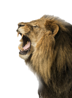 lion wild roar freetoedit