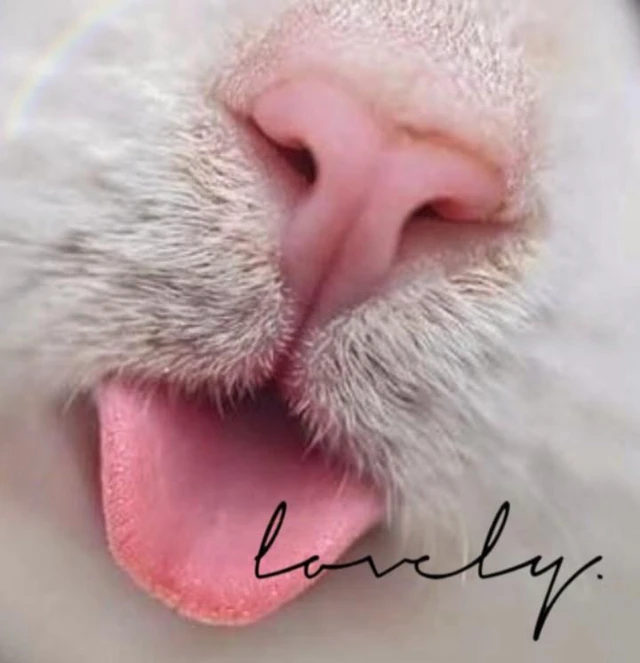 Petit Chat Mignon Image By Lexy Hisoka Petit Chat Mignon Image By Lexy Hisoka