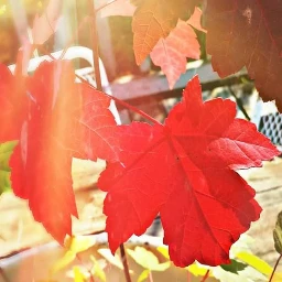 autumn leaves colorrful season fall pcleaves