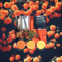 freetoedit orange orangeflowers colour