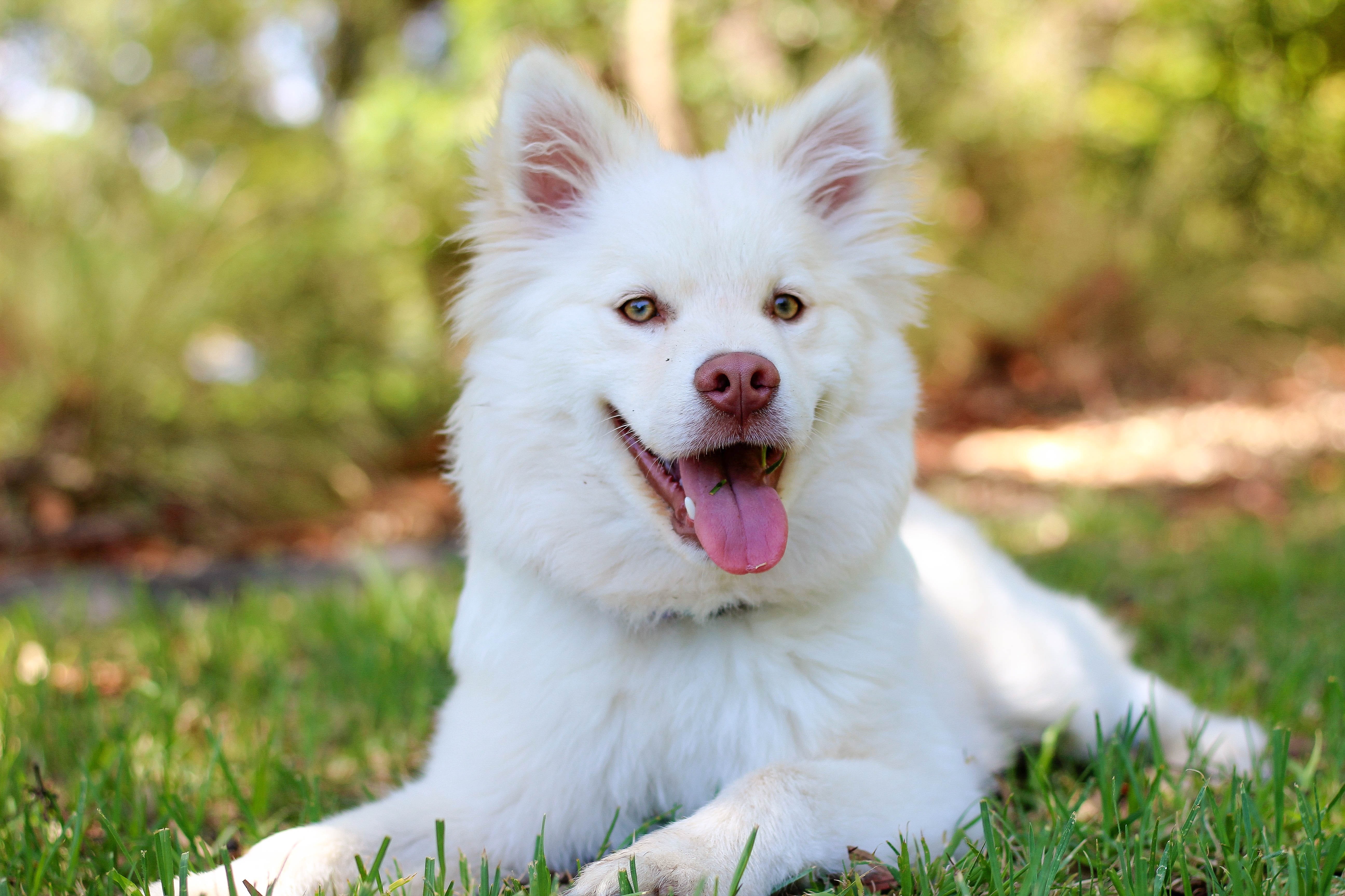 Картинки с собаками красивые. Американский эскимосский шпиц. Американский эскимосский шпиц серый. Красивые собаки. Очень красивые собаки.