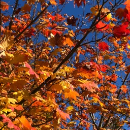 leaves bluesky orange fall autumn pcleaves