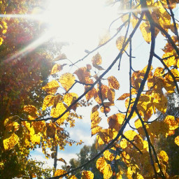 листва осень pcleaves leaves