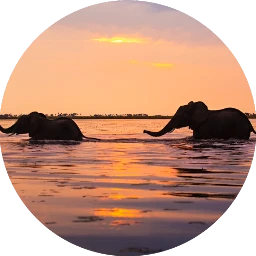 scelephants elephants elephant sunset nature freetoedit