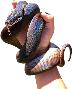 snake holo holographic hand arm freetoedit