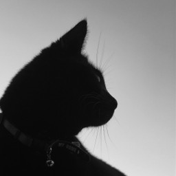 pcblacknwhite blacknwhite cat catlover blackandwhite