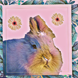 freetoedit bunny pleasedontsteal srcframeremix frameremix