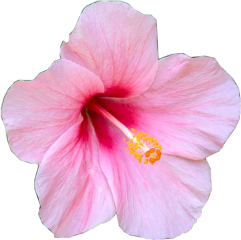 flower pink hibiscus freetoedit