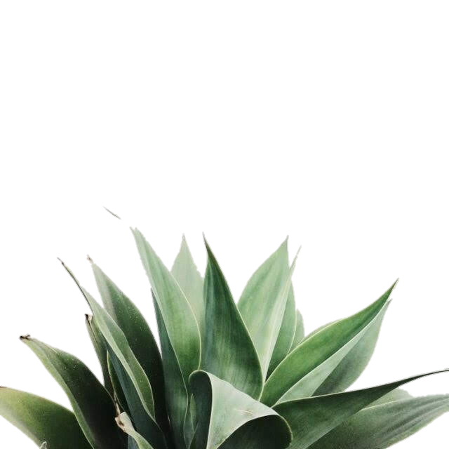 tumblr picsart plants planta leaf sticker by toedite