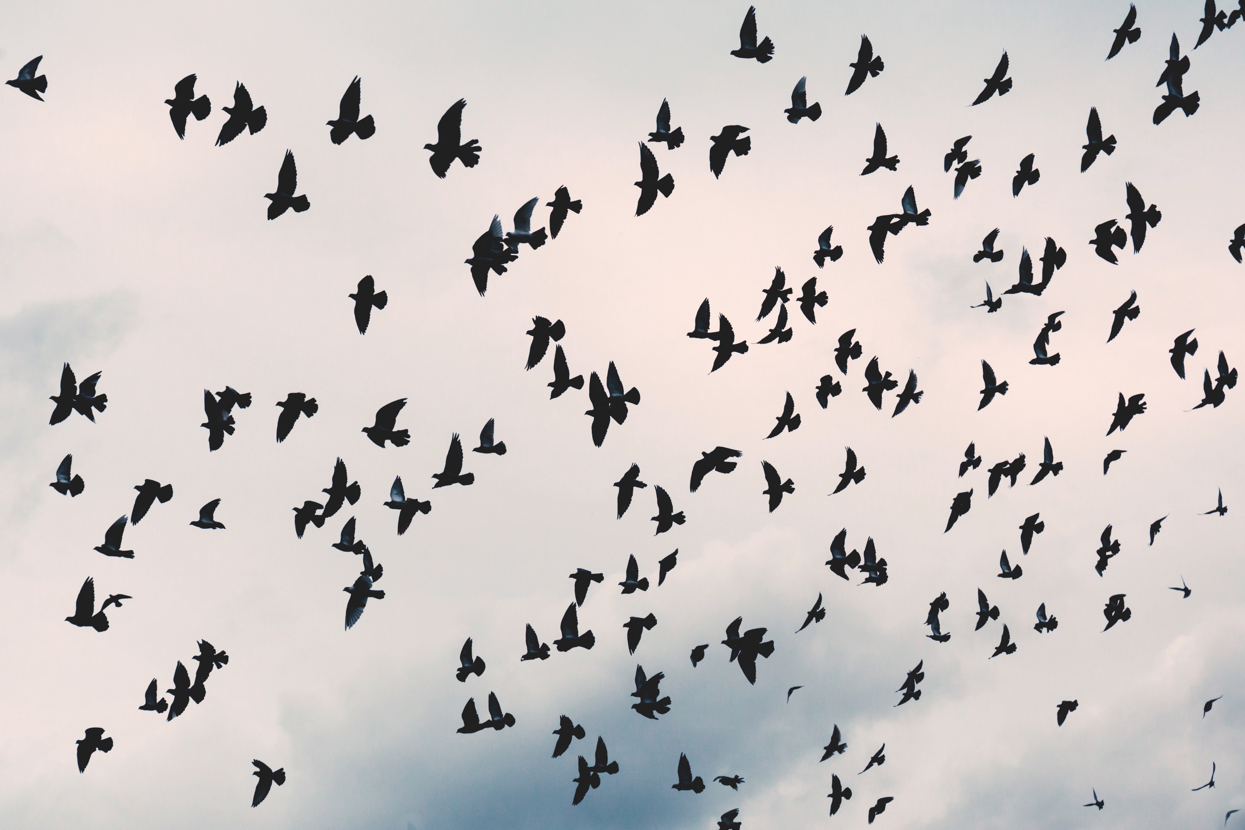 Птица восприятия. Стая птиц. Птицы в небе. Стая ворон в небе. Много птиц в небе.