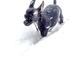 dog pet chihuahua snowy winter freetoedit