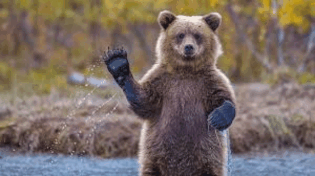 Bear Waving Goodbye Gif