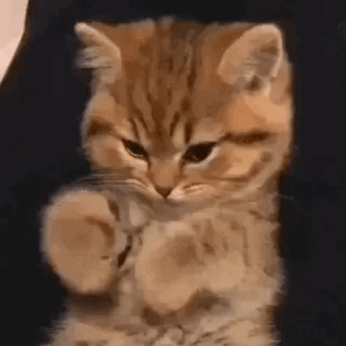 Catlove Cute Gif By Not Americas Ss Catlove Cute Gif By Not Americas Ss