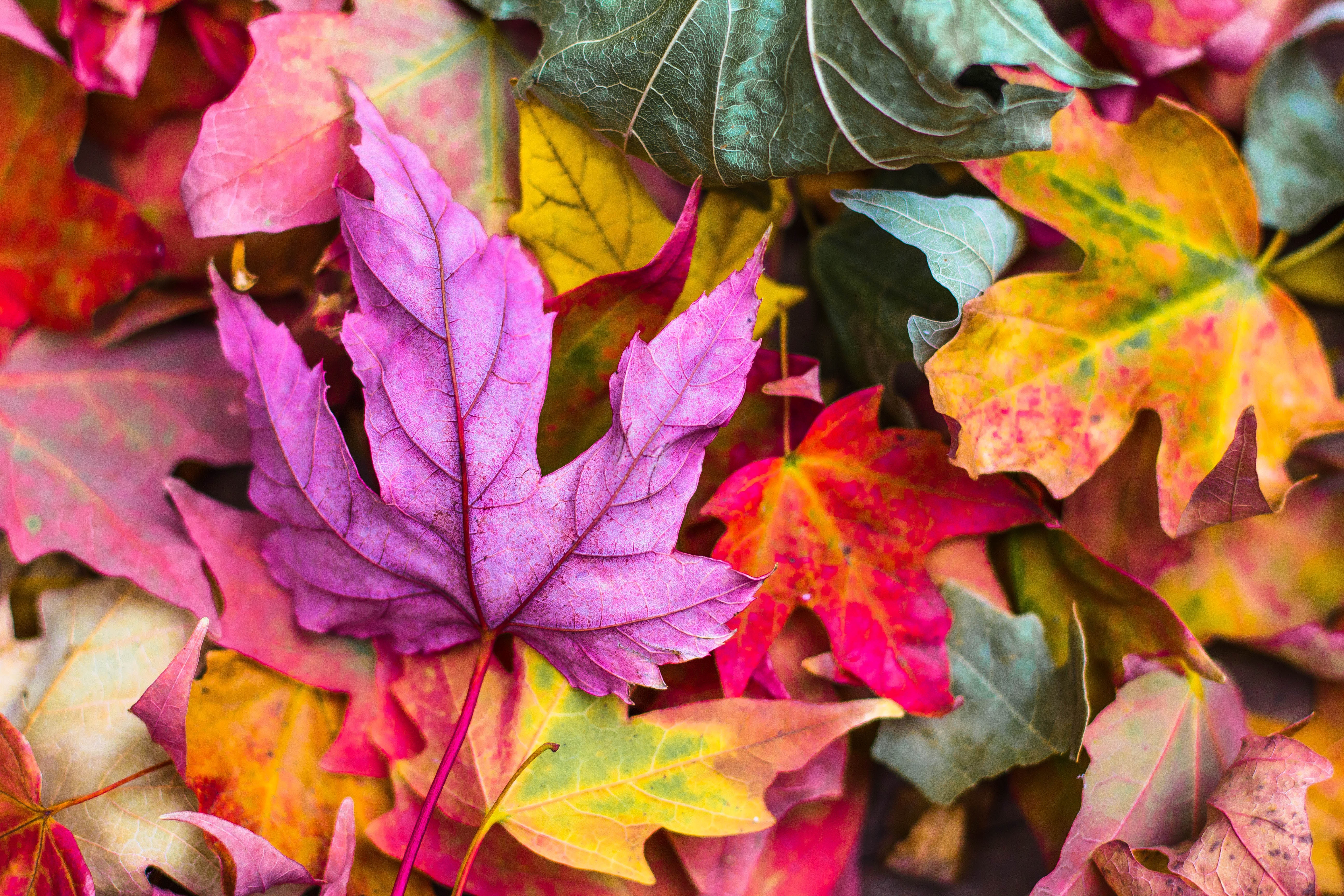 Каким цветом листья осенью. Разноцветные листья. Осенние листья. Цветной лист. Осенняя листва.
