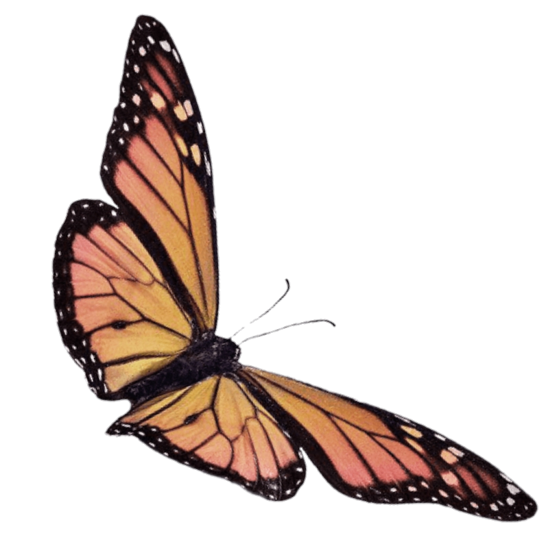 freetoedit aesthetic butterfly tumblr...