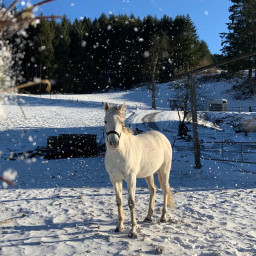 horse whitehorse white blue aesthetic whiteaesthetic blueaesthetic sky snow whiteisee
