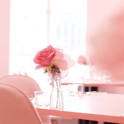 freetoedit rose pink aesthetic background