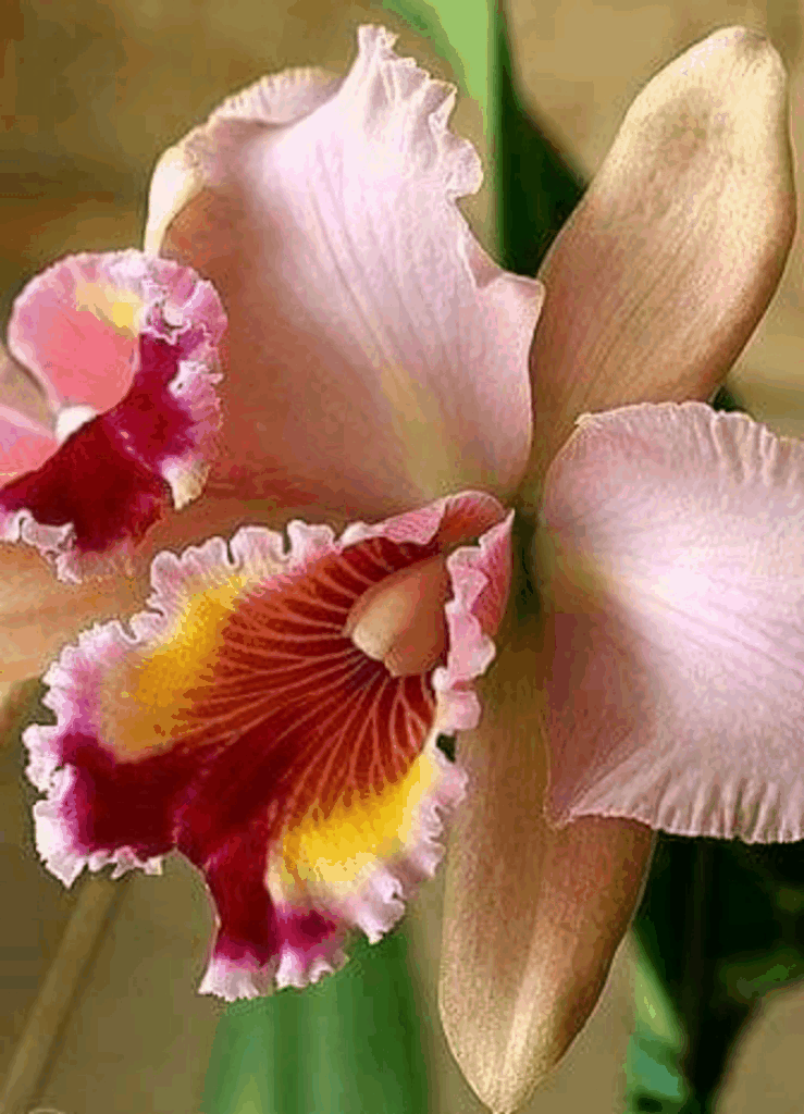 flower orchid sweet color GIF by G.Maneenual 