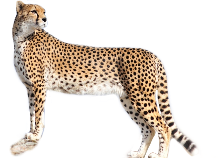 cheetah freetoedit #cheetah sticker by @nuraliahsyafiqa