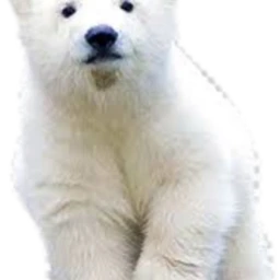 freetoedit scpolarbear polarbear