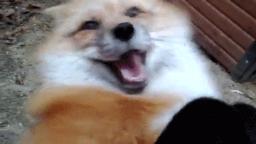 photo Hi Guys Gif hi guys gif by brookelyn glenn