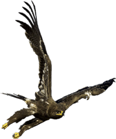 freetoedit eagle eaglecreek hawk animal